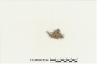 藏品(絨蘚)的圖片